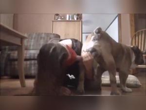 Bestiality sex video with a Bulldog