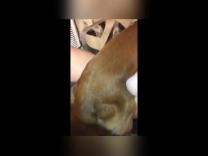 Bestiality sex video: a woman and her dog