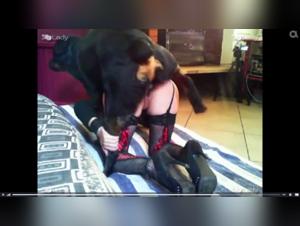 Forbidden Intimacy: Sex with a Dog