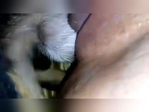 Woman and dog: a forbidden meeting