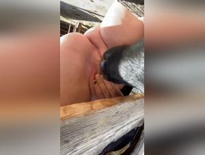 shocking bestiality video