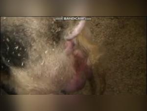 Big pig in the wild: zoophilia video