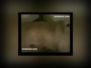 woman and her giant mastiff