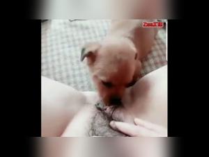 Bestiality sex video: Dog and woman in an intense relationship