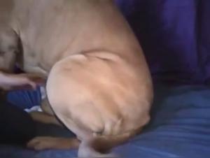 French Dogfuck XXX: Unleashing Hardcore Desire with Sluts & Canines