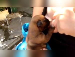 Video de bestialidad: una mujer y su perro