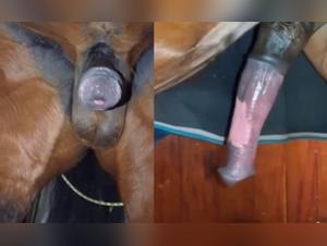 Forbidden Frontiers: Bestiality Links