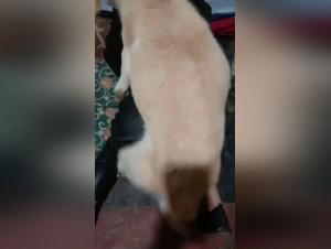 Forbidden Love: Intimate Moments with Man's Best Friend