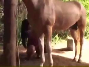 Into the Forbidden: Asian Bestiality Content