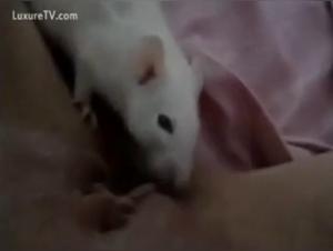 Bestiality with a rat: an extreme experience