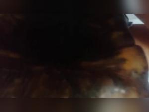 Untamed Desires: Crossing the Animalistic Line