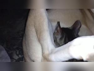 Pregnant Woman Breastfed by a Naughty Cat - Bestiality Sex Video