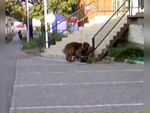 zoofilia femefun animal