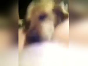 Sex videos with dogs