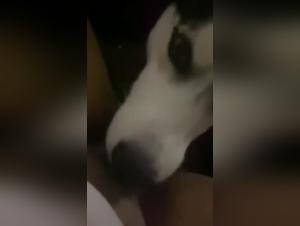 Husky Licking - Discover the World of Bestiality