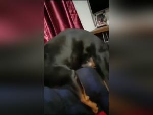 Mujer y su Rottweiler: Un impactante video de bestialidad
