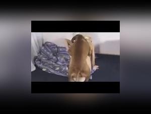 Femme blonde et chien: une rencontre bestiale