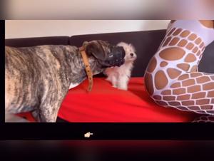 Denise Frazer Sexy fucking with dog at home