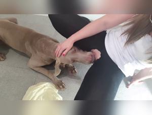 Bestiality sex video with dog