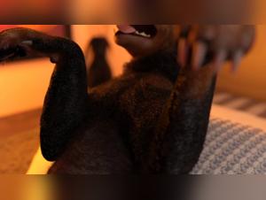 Bestial experiences with a dog