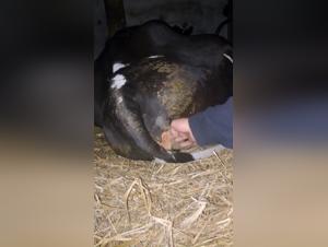 Sensual cow lets herself be touched at night