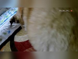 Russian team woman and dog in bestiality video