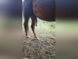 Intimes Leben mit einer machtigen und sauberen Pferd: Hundeporno salzig und aufregend