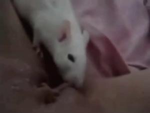 Dog Sex Video: An Intense and Exciting Experience