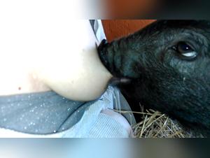 Bestial video: a dog and her master