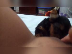 female dog Hungry for Pussy Juice - Bestiality Sex Video