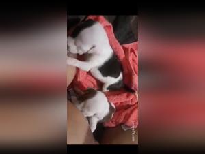 Deep Dive dans le Monde de la Bestiality