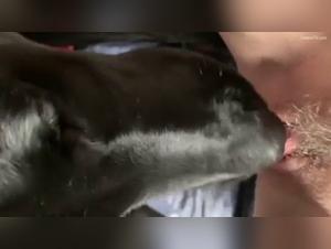 Extreme bestiality: a female dog, butter and a pussy