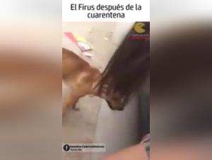 Bestiality: a woman and her dog