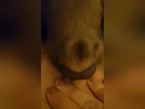 experiencia zoofilia canina