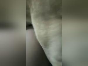 porn zoofilia and beastiality