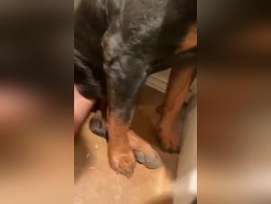 Woman and Dog 2 - Bestiality and Zoophilia Hardcore