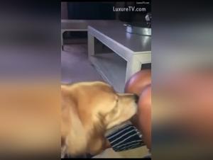 Brunette and dog: a shocking zoophilia video