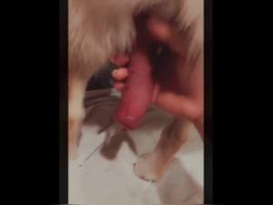 Canine handjob video with a dominatrix mistress