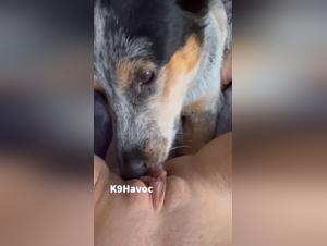 Immersion dans le Monde de Doglick