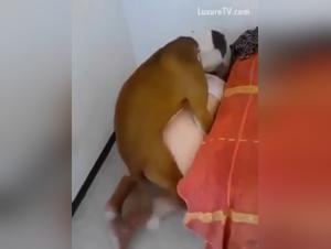 Unfaithful woman indulges in bestial love with a dog: a shocking video