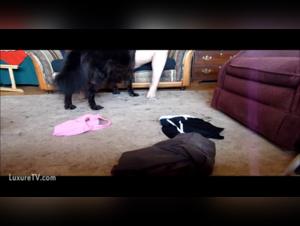 Housewife and her dog: an unexpected encounter