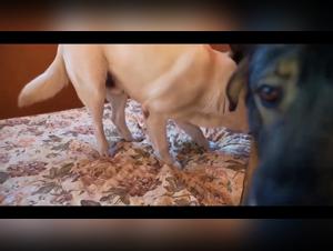 Exploration du phenomene de la zoofilia