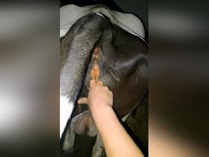 Zoophilia scene with a woman and her cow