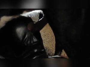 Forbidden Video: Sex with a Dog