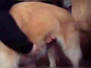 A bestial and intense encounter