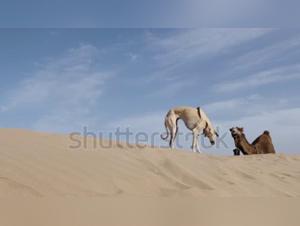 Essaouira: Animal Intimacy Encounters