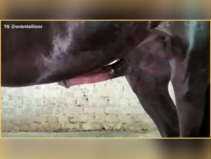 The Seductive Story of a Salty Mare in Freedom: A Tale for Two