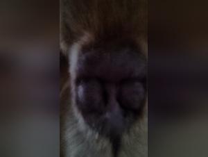 Bestiality sex video with a Great Pyrenees - Episode 5