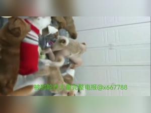 intimate moment with dog