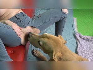 Las zorras lamean a suelo con perro y se chupan al mono